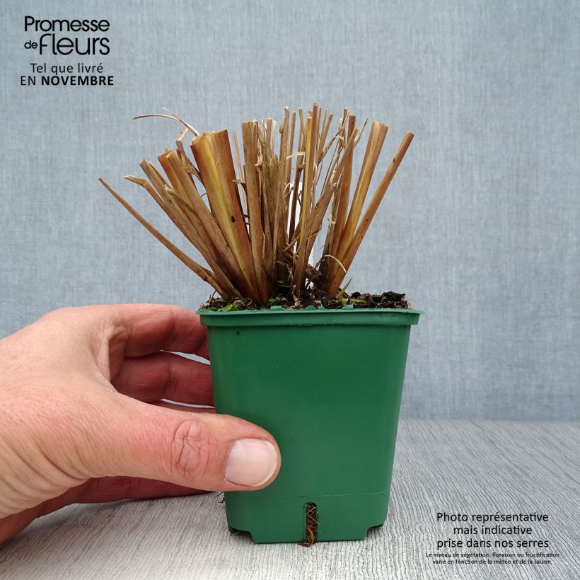 Exemplar von Lampenputzergras f. viridescens - Pennisetum alopecuroïdes Kleine Töpfe von 8/9 cm wie im Herbst geliefert