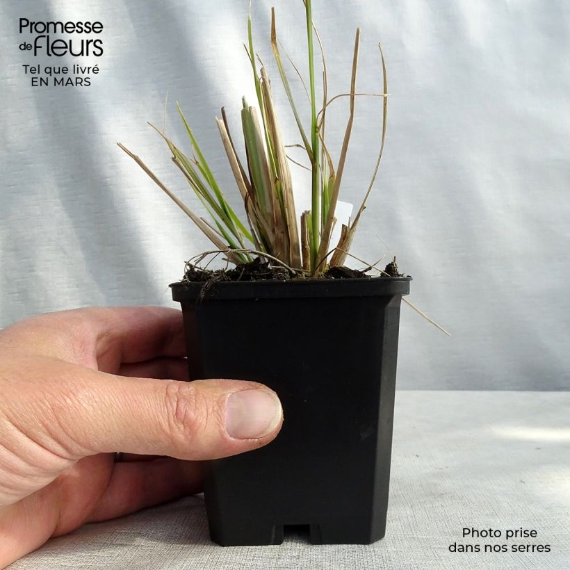 Exemplar von Lampenputzergras f. viridescens - Pennisetum alopecuroïdes Kleine Töpfe von 8/9 cm wie im Winter geliefert