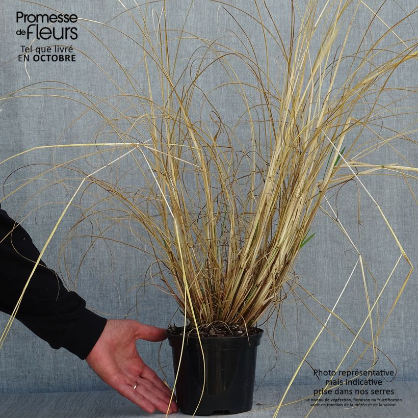 Exemplar von Lampenputzergras f. viridescens - Pennisetum alopecuroïdes Topf mit 2L/3L wie im Herbst geliefert