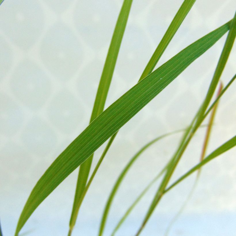 Lampenputzergras - Pennisetum incomptum (Laub)