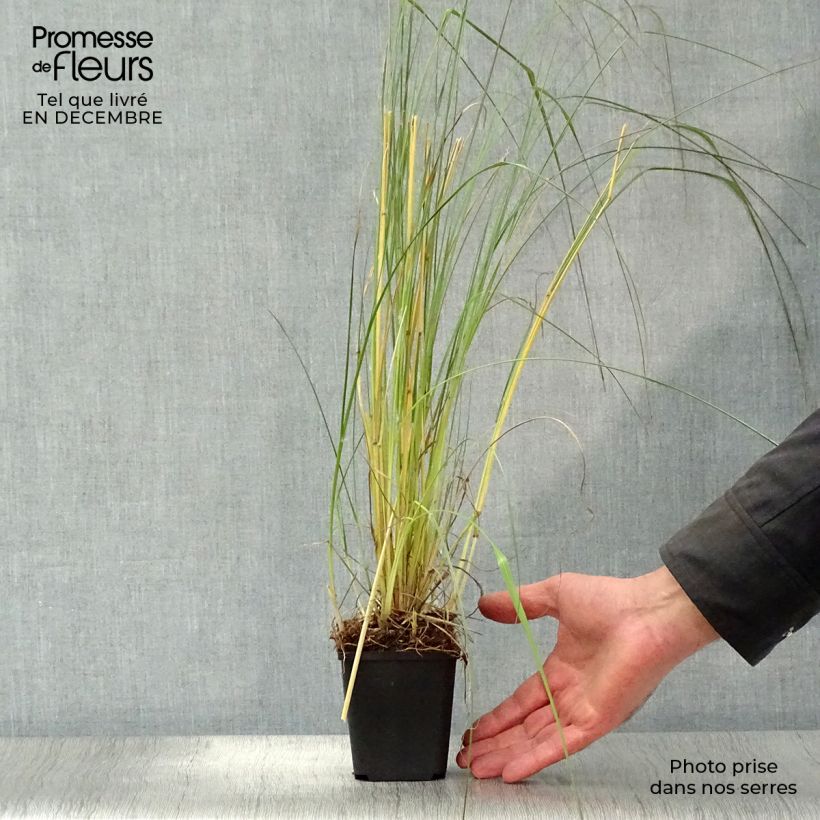 Exemplar von Lampenputzergras Red Bunny Tail - Pennisetum massaicum Kleine Töpfe von 8/9 cm wie im Winter geliefert