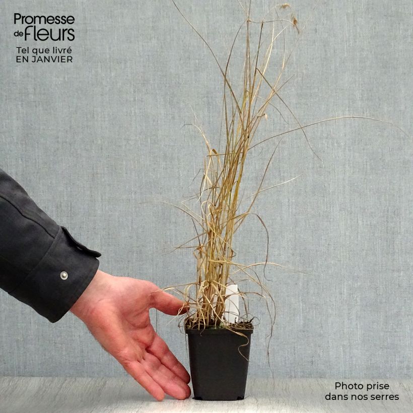 Exemplar von Orientalisches Lampenputzergras Karley Rose - Pennisetum orientale Kleine Töpfe von 8/9 cm wie im Winter geliefert