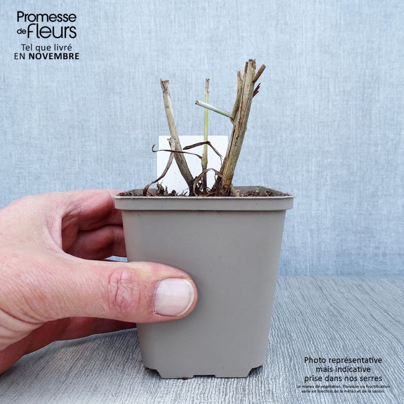 Exemplar von Orientalisches Lampenputzergras Tall Tails - Pennisetum orientale Kleine Töpfe von 8/9 cm wie im Herbst geliefert