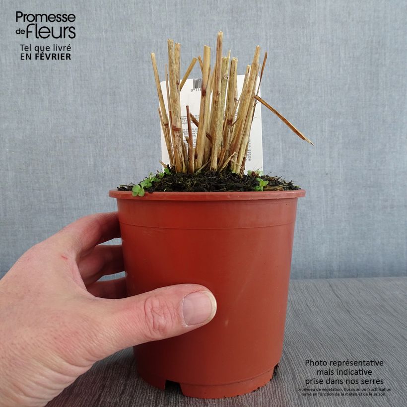 Exemplar von Federborstengras Skyrocket - Pennisetum advena Topf mit 1L/1,5L wie im Winter geliefert