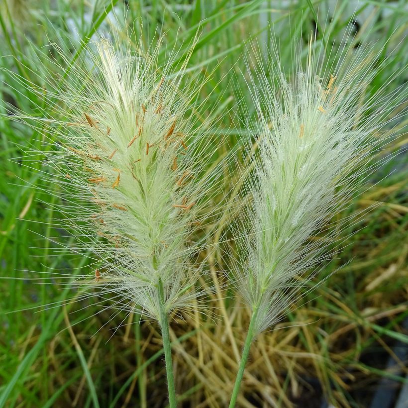 Federborstengras - Pennisetum villosum (Blüte)