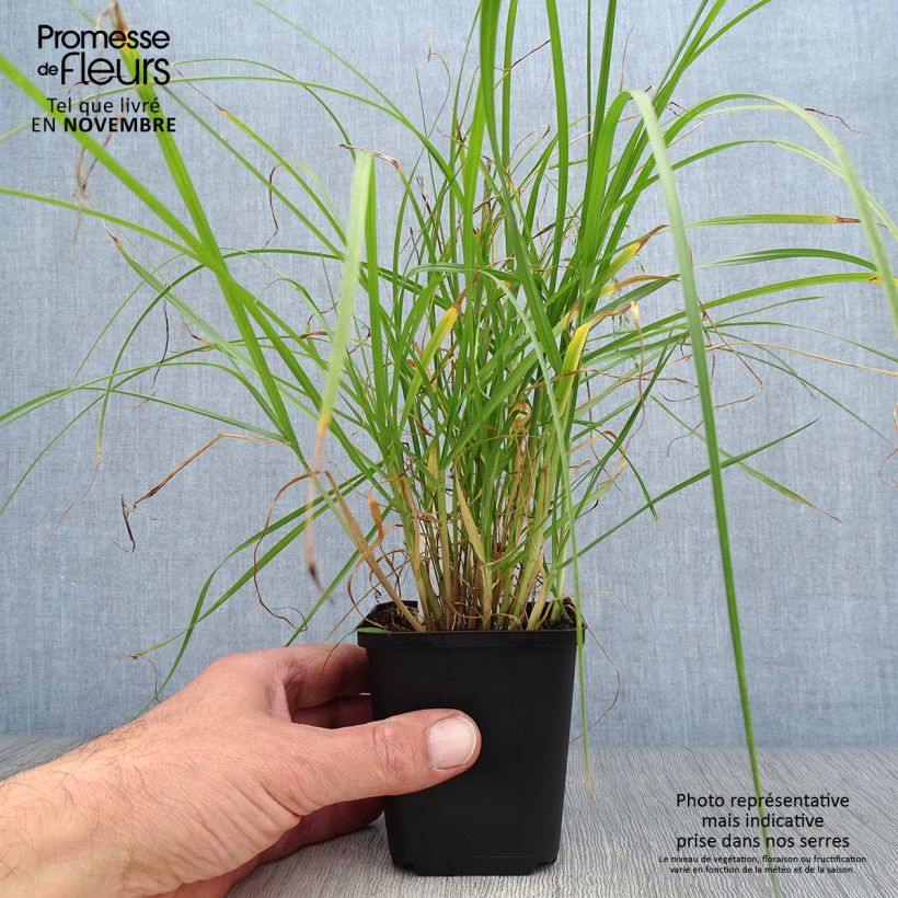 Exemplar von Federborstengras - Pennisetum villosum Kleine Töpfe von 8/9 cm wie im Herbst geliefert