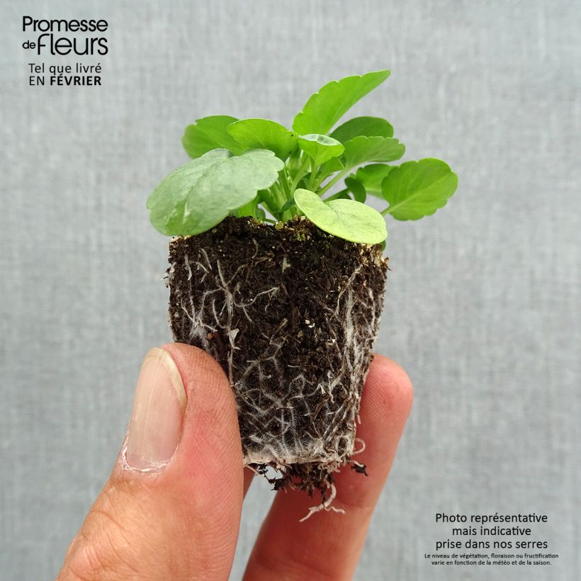 Exemplar von Stiefmütterchen Cool Wave Lemon Jardi-Plug: Wurzelballen 3,8 cm x 3,2 cm in Anzuchtplatte à 15 Stück. wie im Herbst geliefert