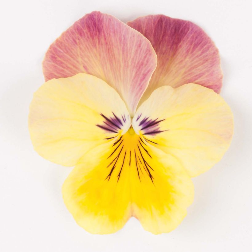 Stiefmütterchen Cool Wave Pink Yellow Bicolore (Blüte)