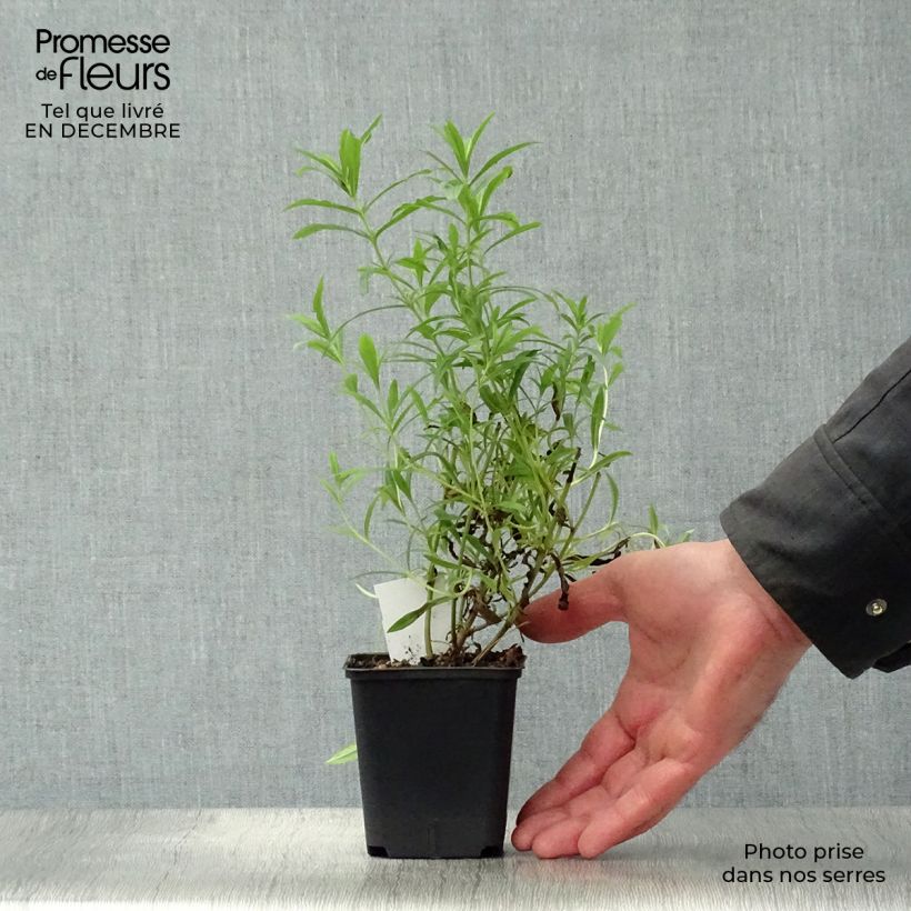 Exemplar von Penstemon Apple Blossom - Bartfaden Kleine Töpfe von 8/9 cm wie im Winter geliefert