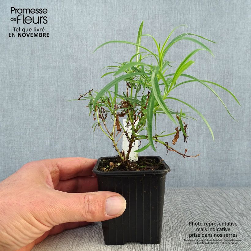 Exemplar von Penstemon Evelyn - Bartfaden Kleine Töpfe von 8/9 cm wie im Herbst geliefert