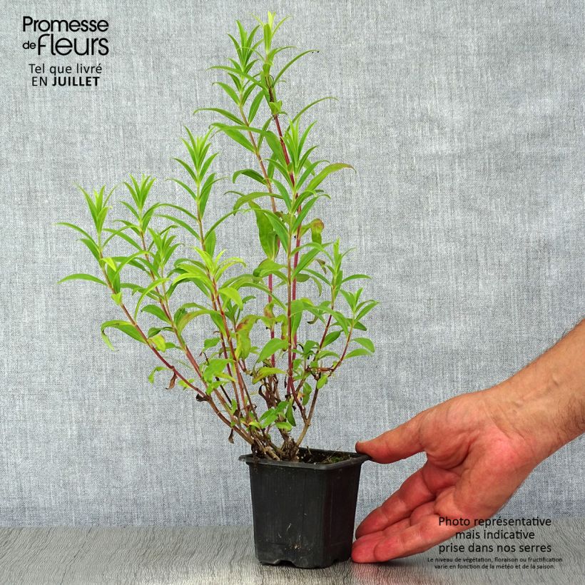 Exemplar von Penstemon Hewell Pink Bedder - Bartfaden Kleine Töpfe von 8/9 cm wie im Sommer geliefert