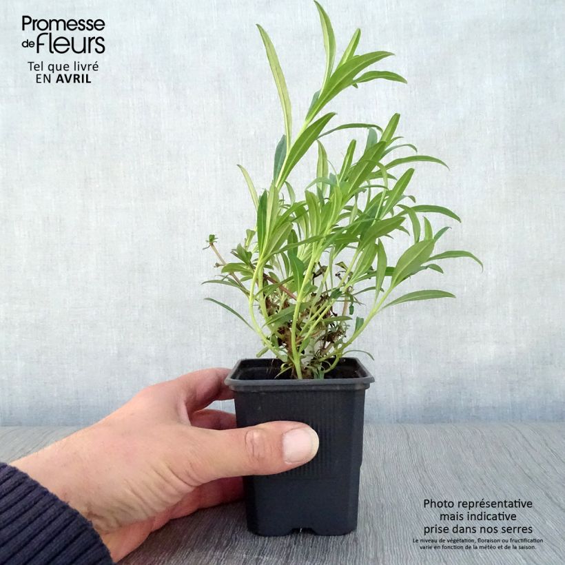 Exemplar von Penstemon Hewell Pink Bedder - Bartfaden Kleine Töpfe von 8/9 cm wie im Frühjahr geliefert