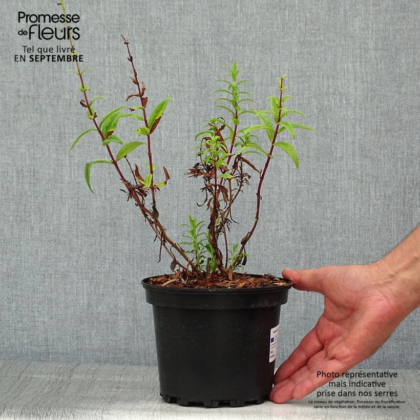 Exemplar von Penstemon Hewell Pink Bedder - Bartfaden Topf mit 2L/3L wie im Sommer geliefert