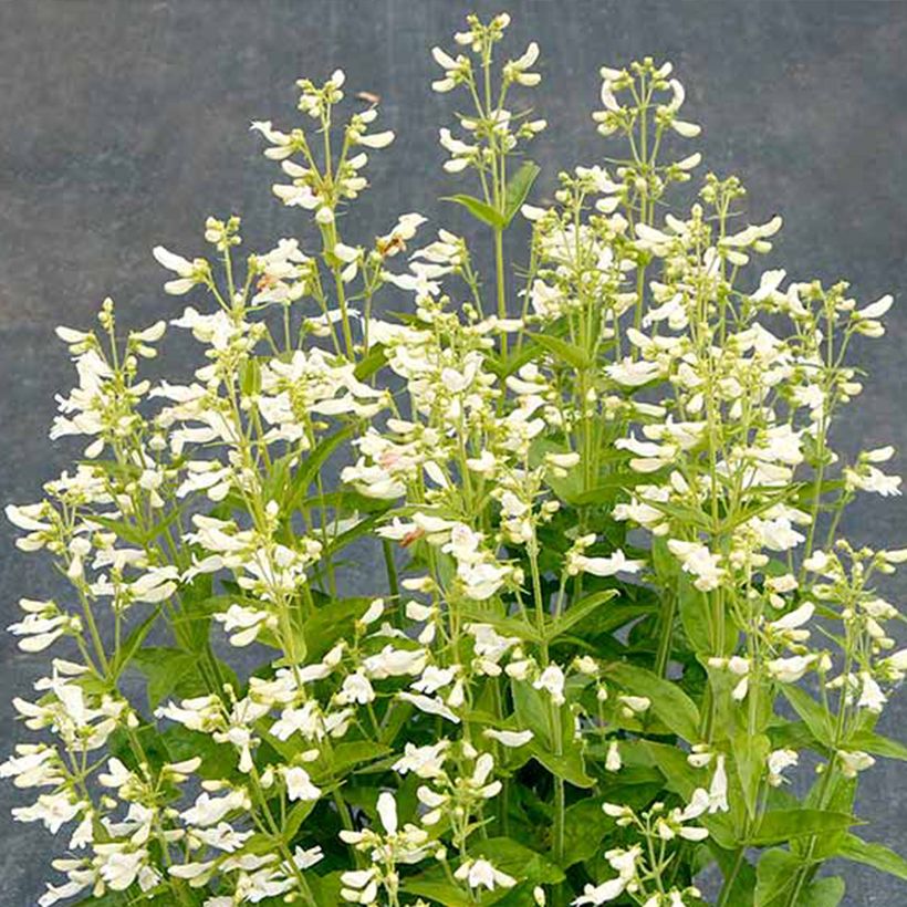Penstemon Nova Pearl - Bartfaden (Blüte)
