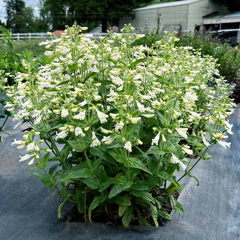 Penstemon Nova Pearl - Bartfaden (Wuchs)