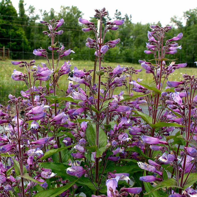 Penstemon Nova Twilight - Bartfaden (Blüte)