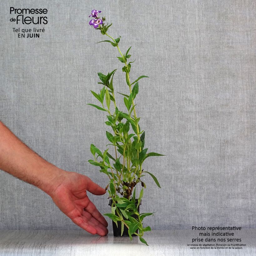 Exemplar von Penstemon Pensham Czar - Bartfaden Kleine Töpfe von 8/9 cm wie im Sommer geliefert