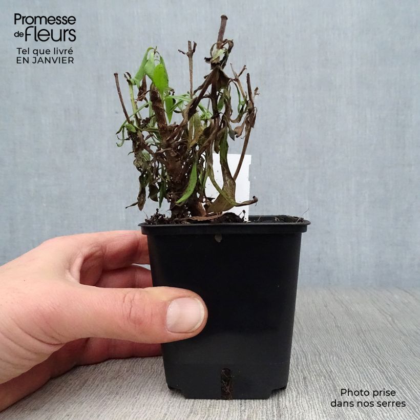 Exemplar von Penstemon Rich Ruby - Bartfaden Kleine Töpfe von 7/8 cm wie im Winter geliefert