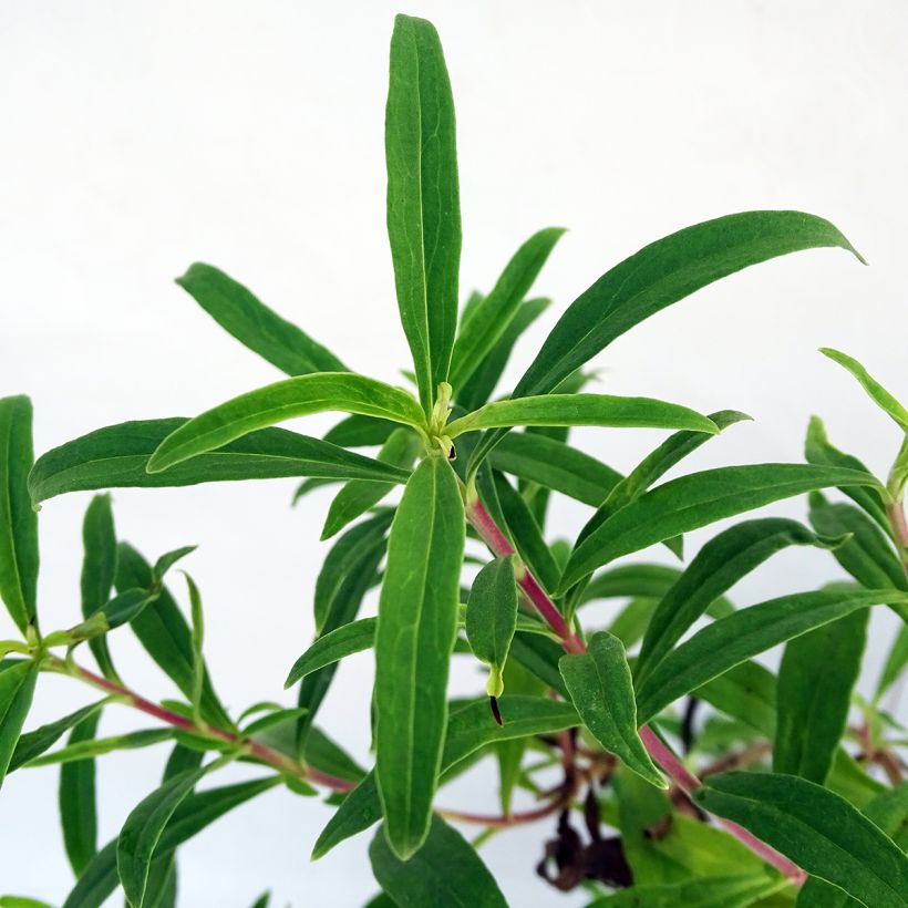 Penstemon Souvenir d'Adrien Régnier - Bartfaden (Laub)