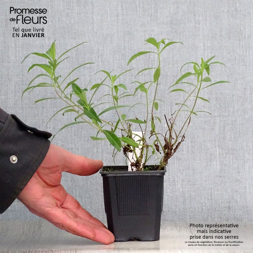 Exemplar von Penstemon Souvenir d'Adrien Régnier - Bartfaden Kleine Töpfe von 8/9 cm wie im Winter geliefert