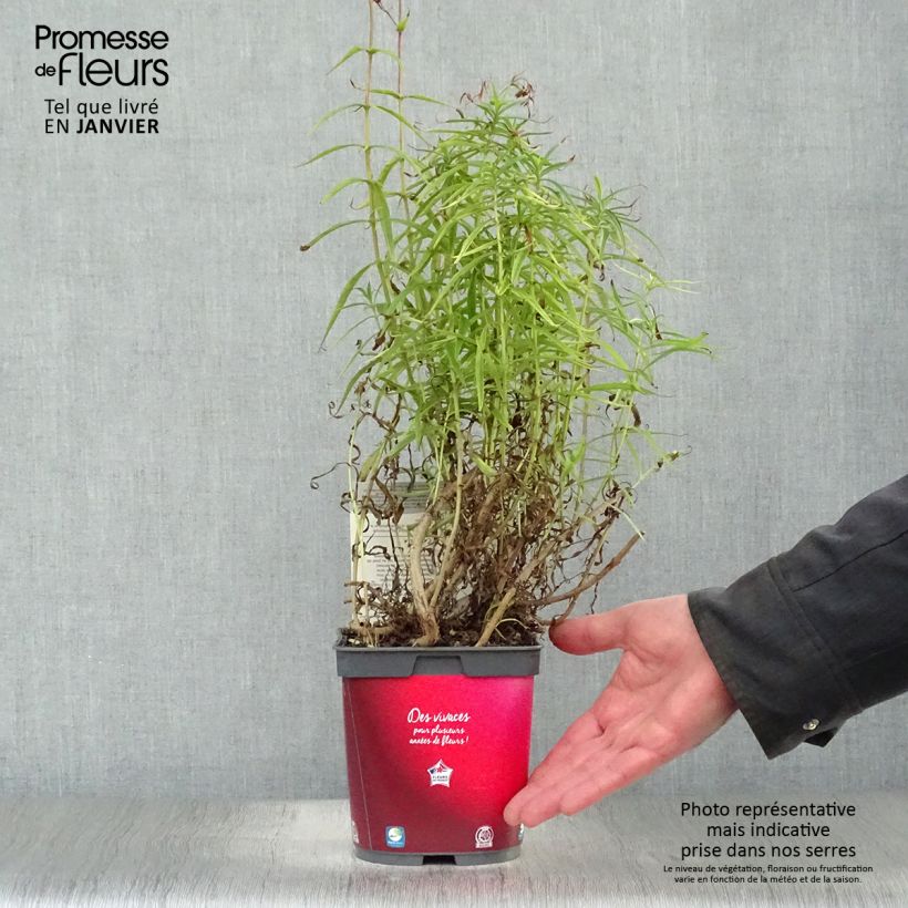 Exemplar von Penstemon barbatus Coccineus - Bartfaden Topf mit 2L/3L wie im Winter geliefert