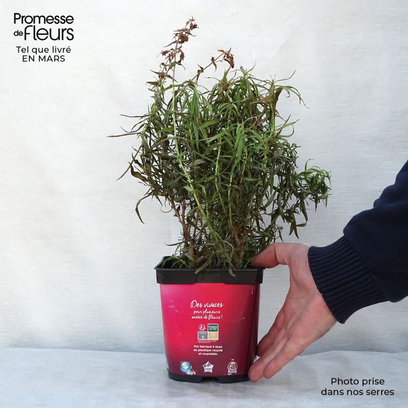 Exemplar von Penstemon barbatus Coccineus - Bartfaden Topf mit 2L/3L wie im Frühjahr geliefert