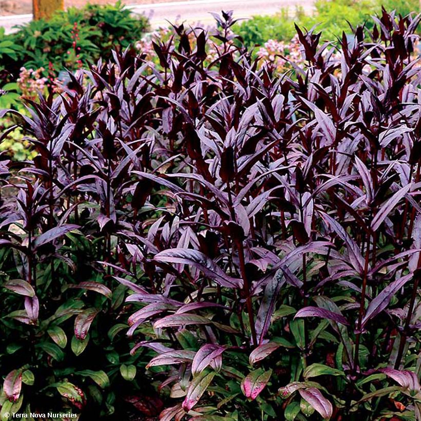 Penstemon digitalis Dakota Burgundy - Fingerhutförmiger Bartfaden (Laub)