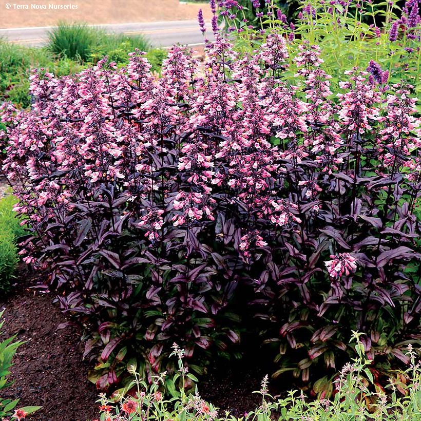 Penstemon digitalis Dakota Burgundy - Fingerhutförmiger Bartfaden (Hafen)