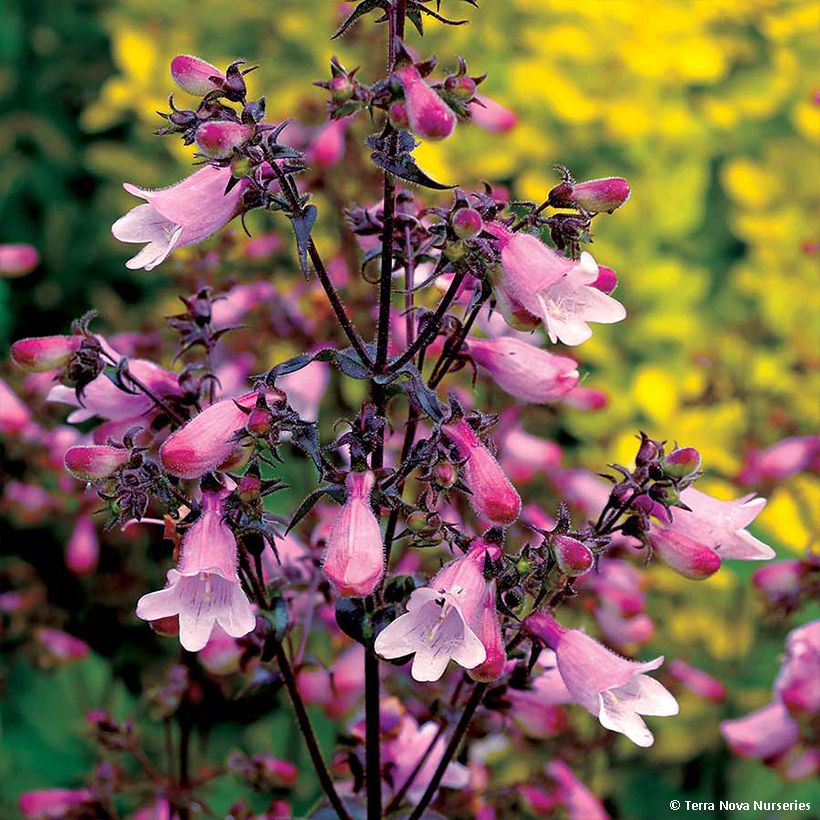 Penstemon digitalis Dakota Verde - Fingerhutförmiger Bartfaden (Blüte)