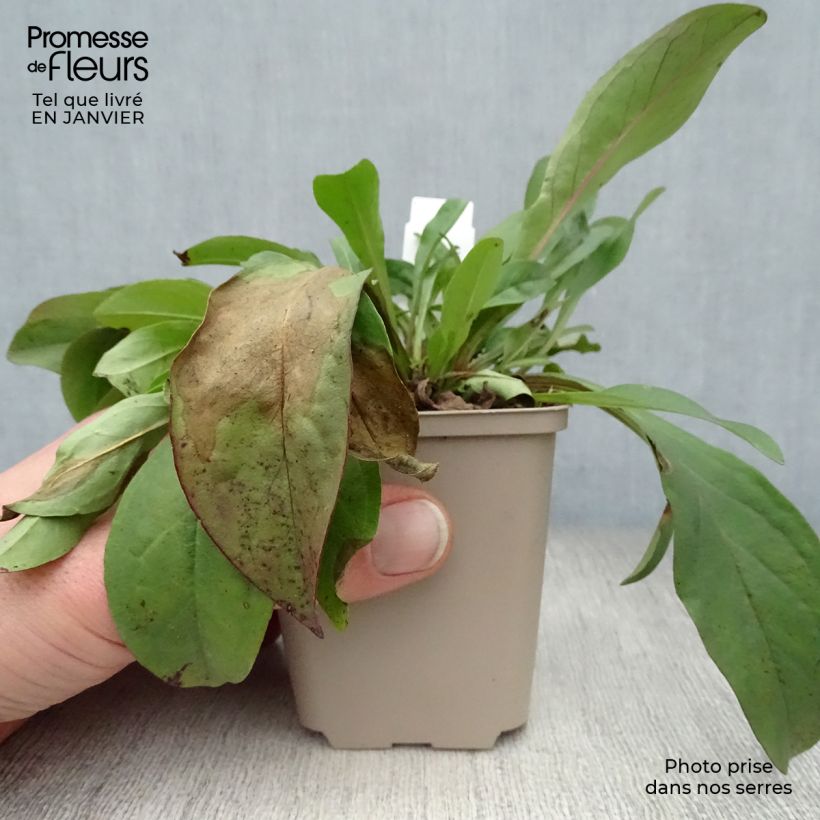 Exemplar von Penstemon digitalis Pocahontas - Fingerhutförmiger Bartfaden Kleine Töpfe von 8/9 cm wie im Winter geliefert