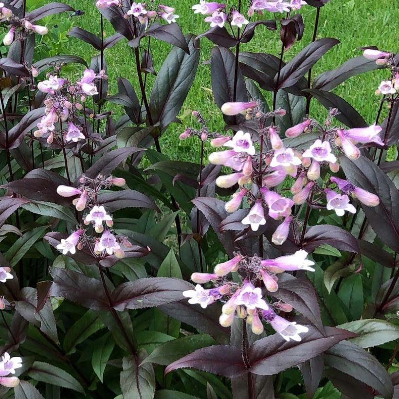 Penstemon digitalis Dark Towers - Fingerhutförmiger Bartfaden (Blüte)