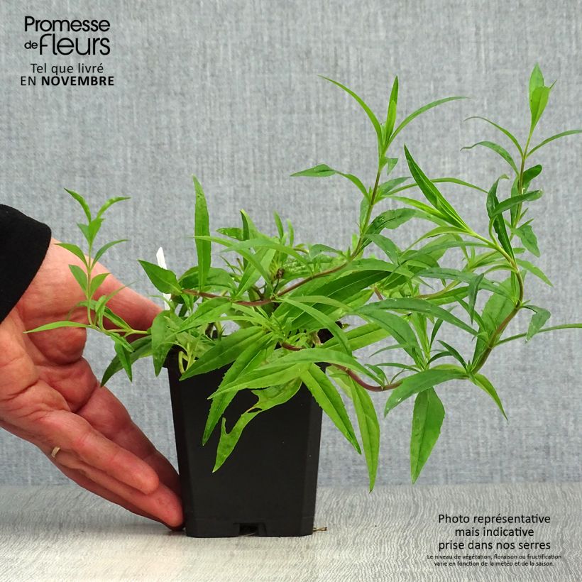 Exemplar von Penstemon Garnet - Bartfaden Kleine Töpfe von 8/9 cm wie im Herbst geliefert