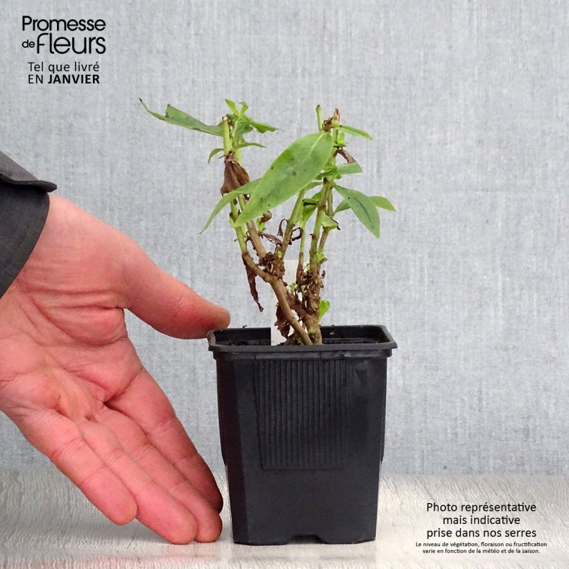 Exemplar von Penstemon Gloire des quatre rues - Bartfaden Kleine Töpfe von 8/9 cm wie im Winter geliefert