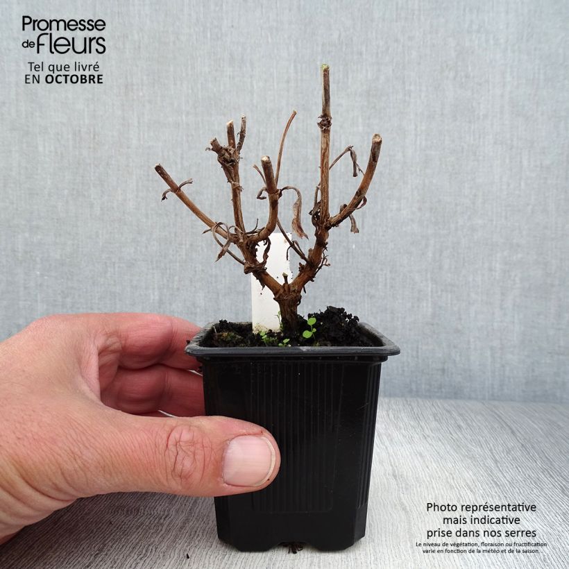 Exemplar von Penstemon Gloire des quatre rues - Bartfaden Kleine Töpfe von 8/9 cm wie im Herbst geliefert
