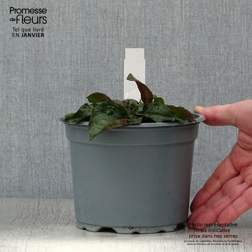 Exemplar von Penstemon digitalis Husker Red - Fingerhutförmiger Bartfaden Topf mit 2L/3L wie im Winter geliefert