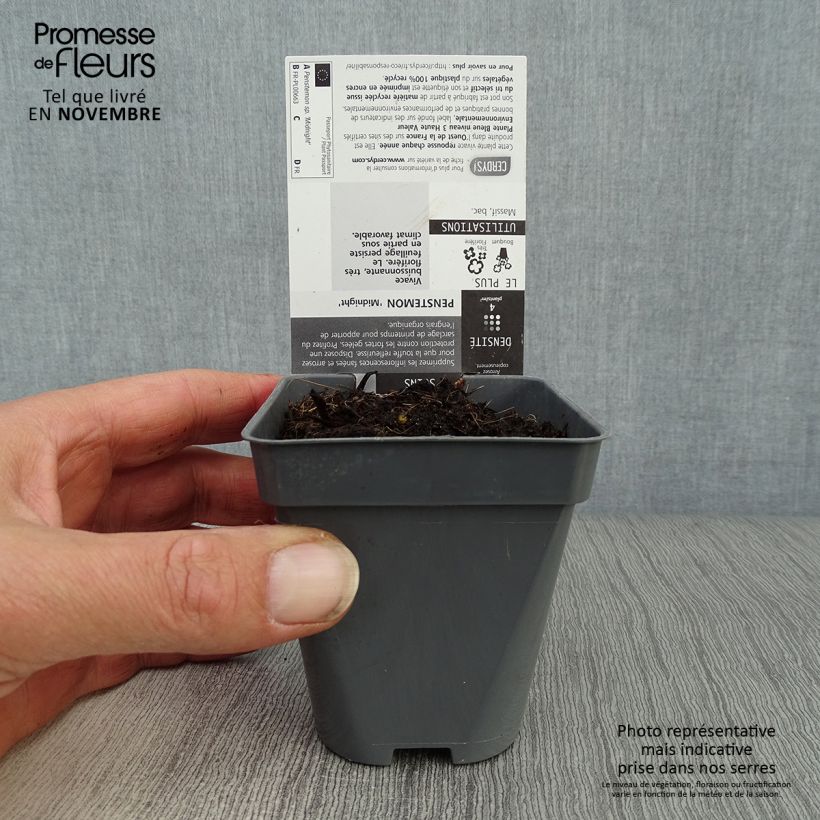 Exemplar von Penstemon Midnight - Bartfaden Kleine Töpfe von 8/9 cm wie im Herbst geliefert