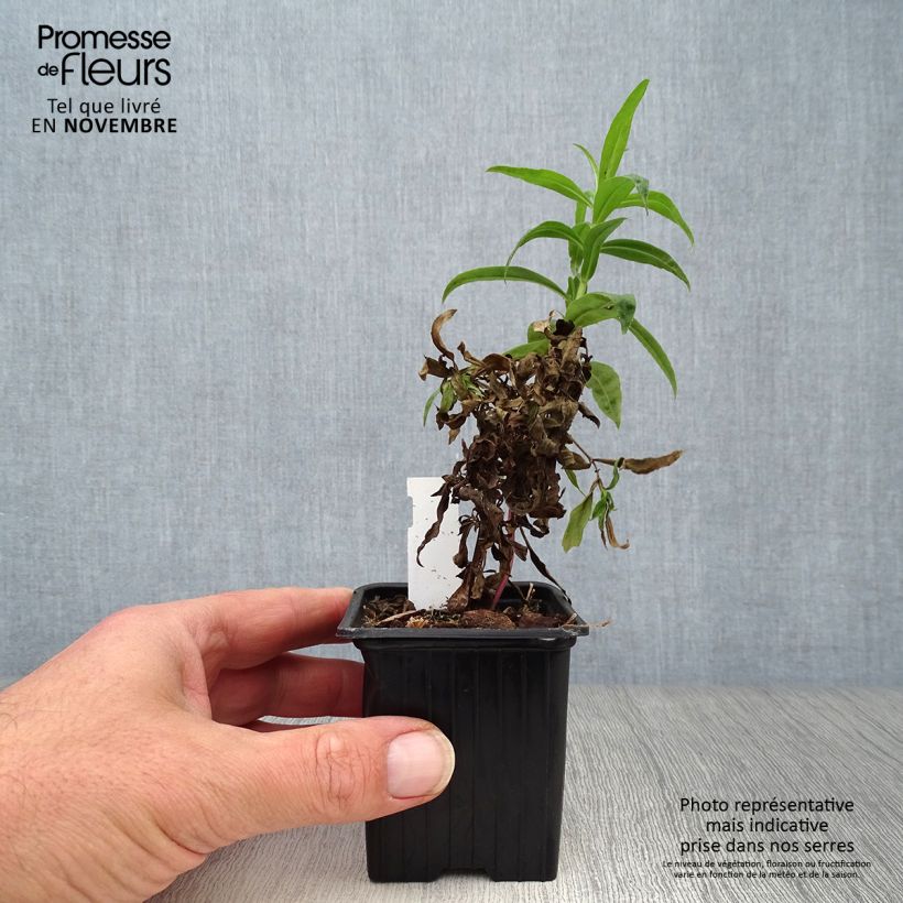 Exemplar von Penstemon Russian River - Bartfaden Kleine Töpfe von 8/9 cm wie im Herbst geliefert