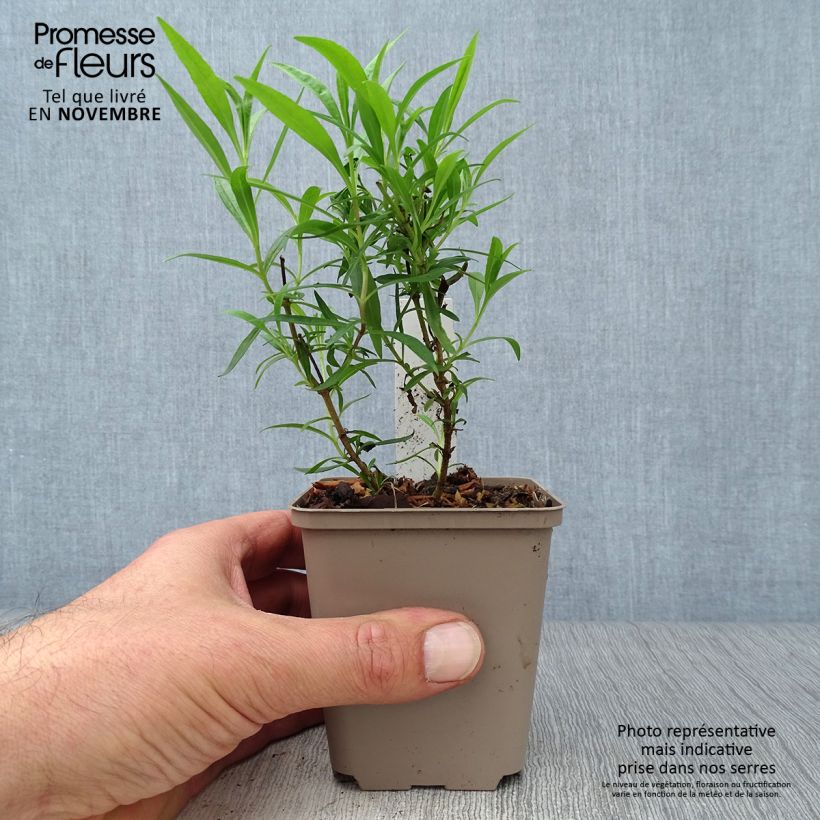 Exemplar von Penstemon Schoenholzeri - Bartfaden Kleine Töpfe von 8/9 cm wie im Herbst geliefert