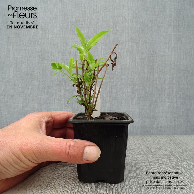 Exemplar von Penstemon White Bedder - Bartfaden Kleine Töpfe von 8/9 cm wie im Herbst geliefert