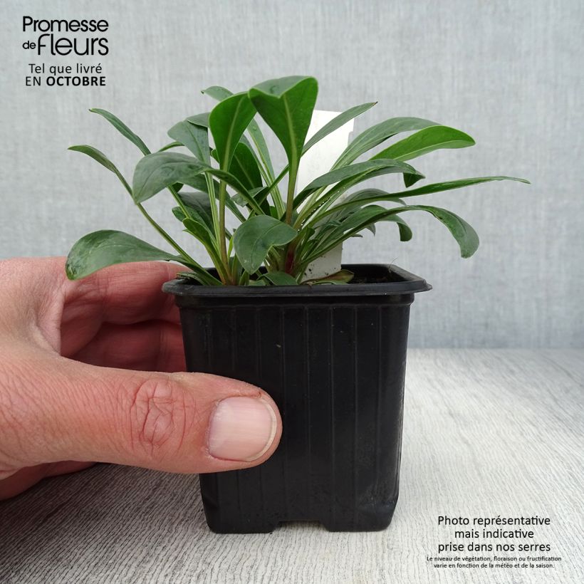 Exemplar von Penstemon mensarum - Bartfaden Kleine Töpfe von 8/9 cm wie im Herbst geliefert