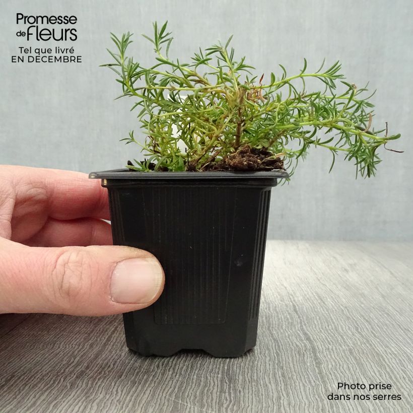 Exemplar von Penstemon pinifolius Mersea Yellow - Bartfaden Kleine Töpfe von 8/9 cm wie im Winter geliefert