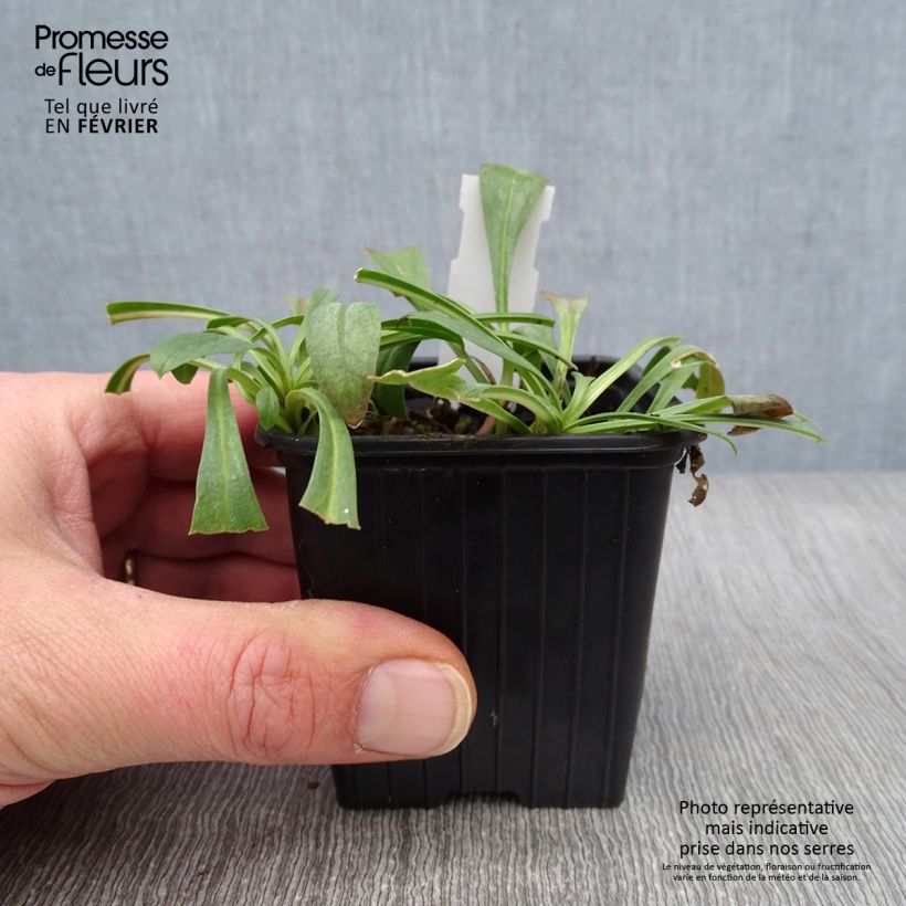 Exemplar von Penstemon strictus - Bartfaden Kleine Töpfe von 8/9 cm wie im Winter geliefert
