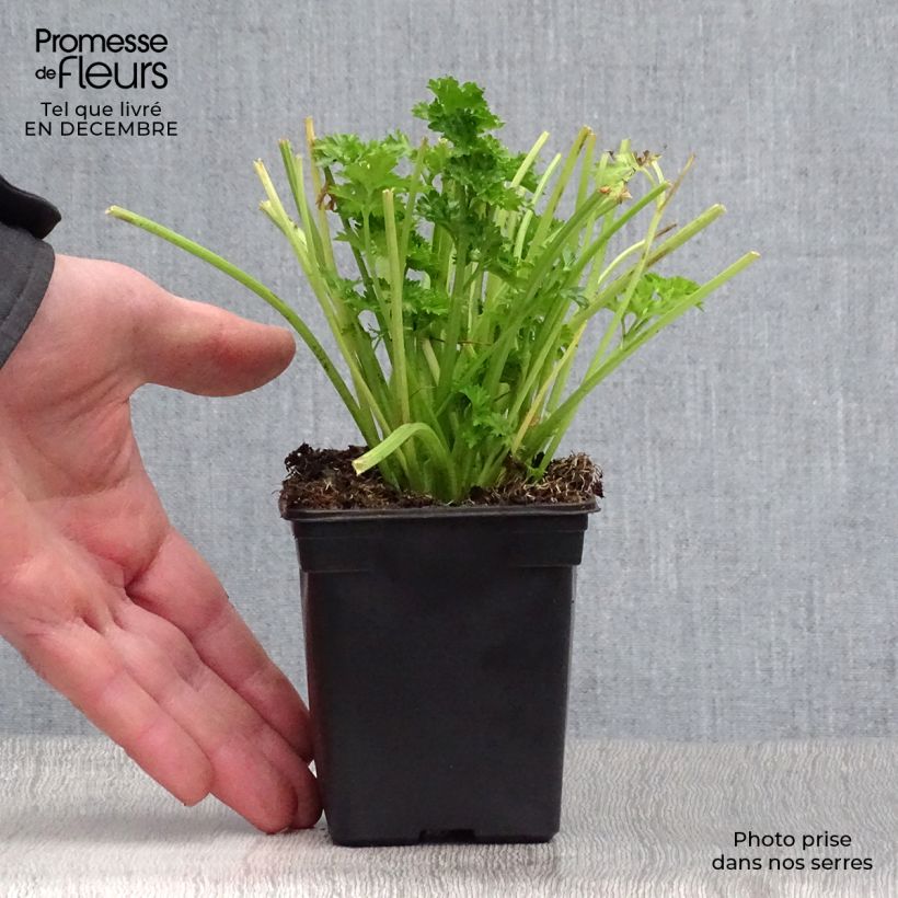 Exemplar von Schnittsellerie Per-Cel Bio - Apium graveolens secalinum Kleine Töpfe von 7/8 cm wie im Winter geliefert