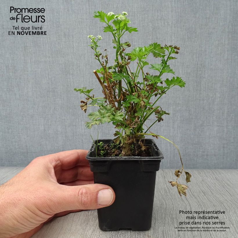 Exemplar von Schnittsellerie Per-Cel Bio - Apium graveolens secalinum Kleine Töpfe von 7/8 cm wie im Herbst geliefert