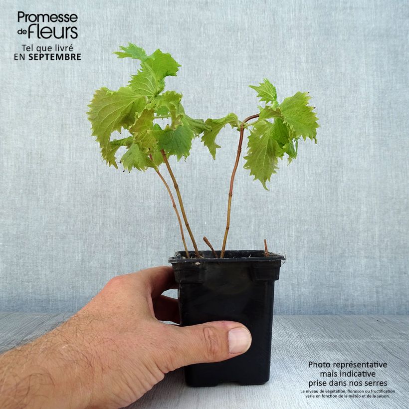 Exemplar von Schwarznessel - Perilla frutescens Kleine Töpfe von 7/8 cm wie im Sommer geliefert