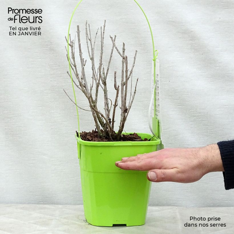 Exemplar von Blauraute Silvery Blue - Perovskia atriplicifolia Topf mit 3L/4L wie im Winter geliefert