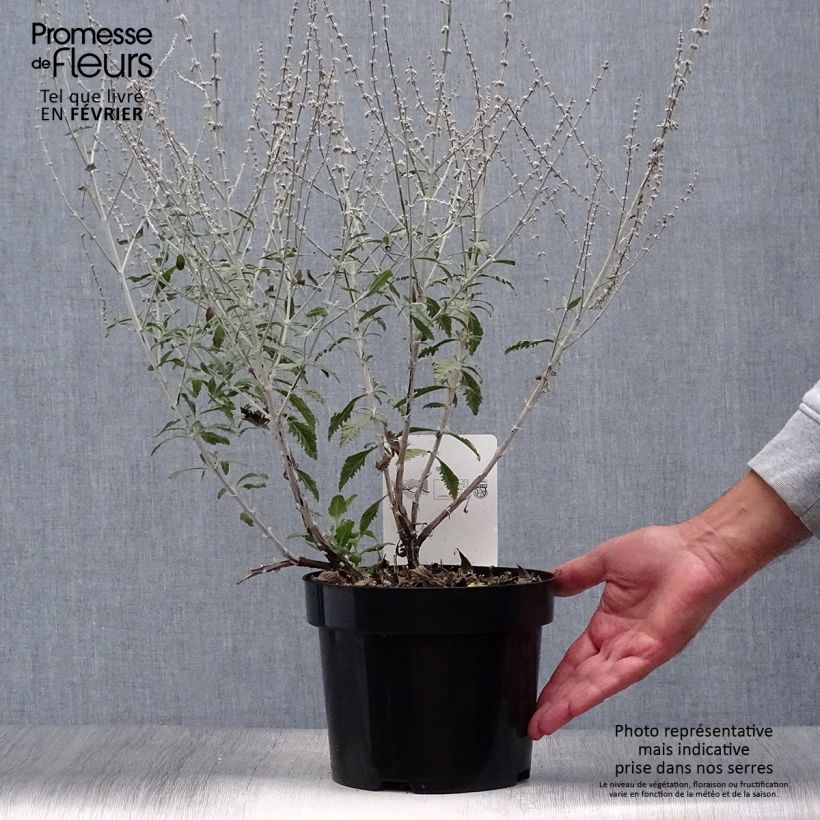 Exemplar von Blauraute Silvery Blue - Perovskia atriplicifolia Topf mit 3L/4L wie im Herbst geliefert