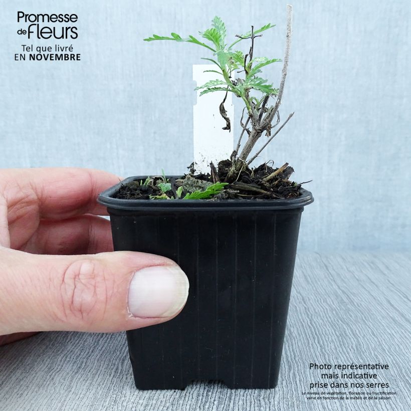 Exemplar von Blauraute Blue Spire - Perovskia atriplicifolia Kleine Töpfe von 8/9 cm wie im Herbst geliefert