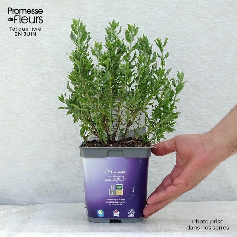 Exemplar von Blauraute Blue Steel - Perovskia atriplicifolia Topf mit 2L/3L wie im Sommer geliefert