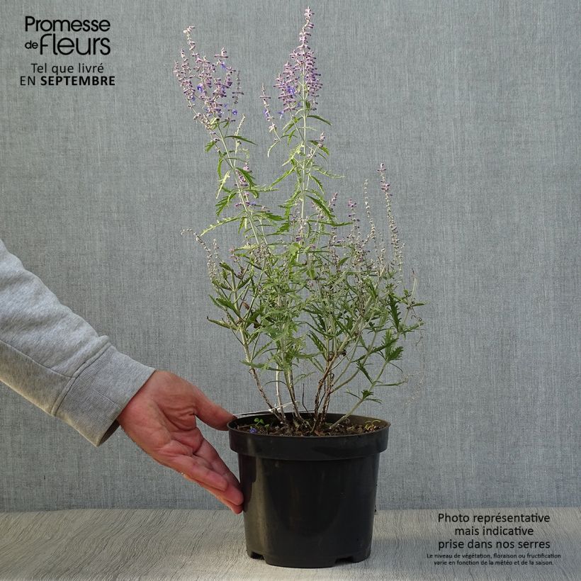Exemplar von Blauraute Lacey Blue - Perovskia atriplicifolia Topf mit 2L/3L wie im Herbst geliefert